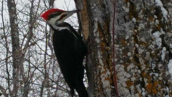 Big Pilaeted Woodpecker