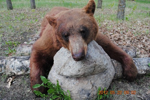 Spring bear hunting Starting in May