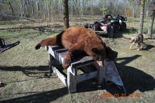 Tuff but good Manitoba Bear Hunting