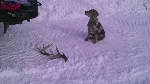 Antler Shed retriever training