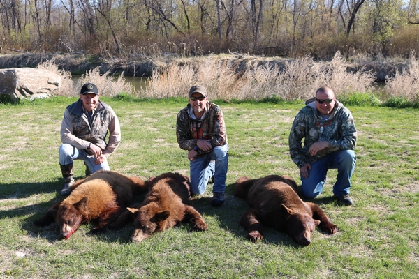 Manitoba fall bear hunt discount