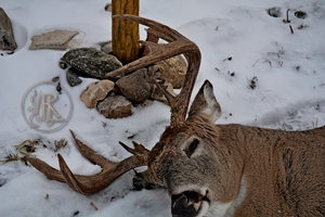 Whitetail Hunting