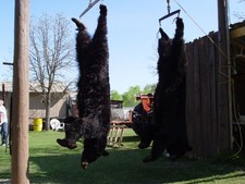 bears-shot-at-riverside-lodge