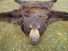 manitoba-canada-bear-hunts