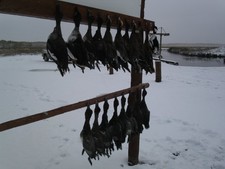 manitoba-duck-hunting-2