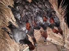 Manitoba duck hunting trips with Riverside Lodge. Nice redheads. Riverside Lodge is located on the Valley River/Lake Dauphin. Our location and hunting opportunity for all species of Waterfowl both from boats and in fields for geese and ducks is outstanding.