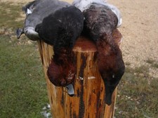 manitoba-duck-hunts-2