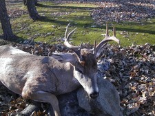 manitoba-whitetail-deer-hunting-1