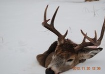 Riverside Lodge Whitetail Hunting photo gallery.